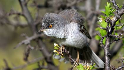 Çizgili ötleğen » Barred Warbler » Sylvia nisoria