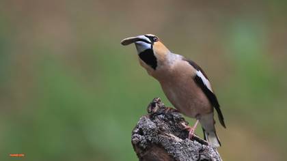 Kocabaş » Hawfinch » Coccothraustes coccothraustes