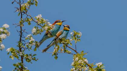 Arıkuşu » European Bee-eater » Merops apiaster