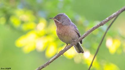 Bıyıklı ötleğen » Subalpine Warbler » Sylvia cantillans