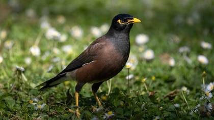 Çiğdeci » Common Myna » Acridotheres tristis