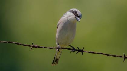 Kızılsırtlı Örümcekkuşu » Red-backed Shrike » Lanius collurio