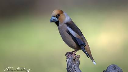 Kocabaş » Hawfinch » Coccothraustes coccothraustes