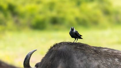 Küçük karga » Western Jackdaw » Coloeus monedula
