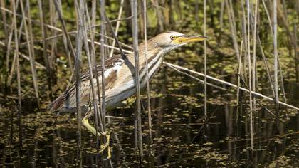 Küçük balaban » Little Bittern » Botaurus minutus