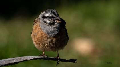 Kaya kirazkuşu » Rock Bunting » Emberiza cia