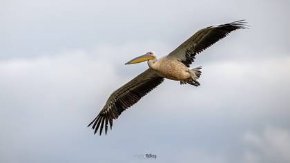 Ak pelikan » Great White Pelican » Pelecanus onocrotalus