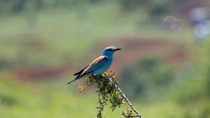 European Roller