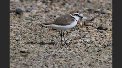 Kentish Plover