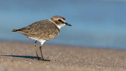 Kentish Plover