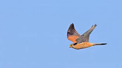 Kerkenez » Common Kestrel » Falco tinnunculus