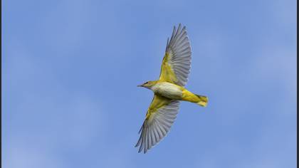 Sarıasma