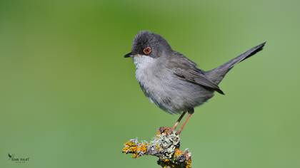 Maskeli ötleğen » Sardinian Warbler » Sylvia melanocephala