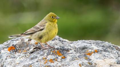 Boz kirazkuşu » Cinereous Bunting » Emberiza cineracea
