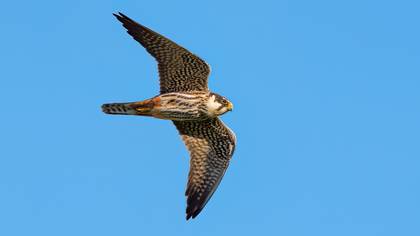 Delice doğan » Eurasian Hobby » Falco subbuteo