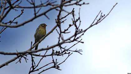 Küçük iskete » European Serin » Serinus serinus