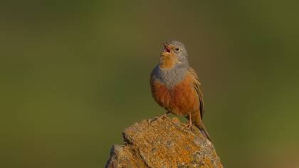 Kızıl kirazkuşu » Cretzschmar`s Bunting » Emberiza caesia