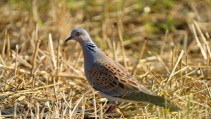 Üveyik » European Turtle Dove » Streptopelia turtur