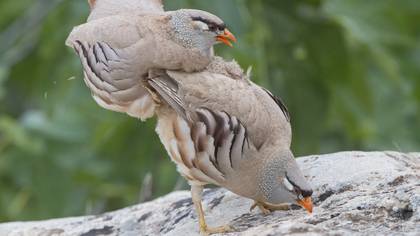Kum kekliği » See-see Partridge » Ammoperdix griseogularis
