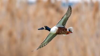 Kaşıkgaga » Northern Shoveler » Spatula clypeata