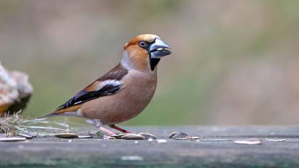 Kocabaş » Hawfinch » Coccothraustes coccothraustes