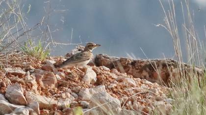 Küçük boğmaklı toygar