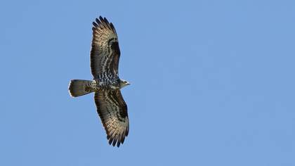 Arı şahini » European Honey Buzzard » Pernis apivorus