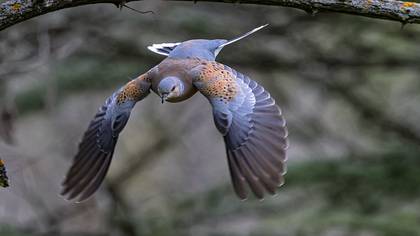 Üveyik » European Turtle Dove » Streptopelia turtur