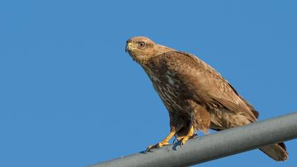 Common Buzzard