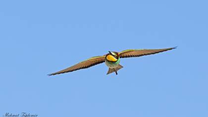 European Bee-eater