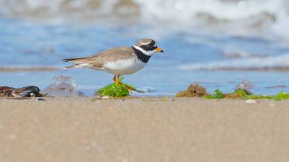 Halkalı cılıbıt » Common Ringed Plover » Charadrius hiaticula