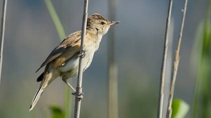 Büyük kamışçın » Great Reed Warbler » Acrocephalus arundinaceus