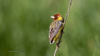 Kızılbaşlı kirazkuşu » Red-headed Bunting » Emberiza bruniceps