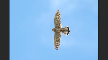 Common Kestrel