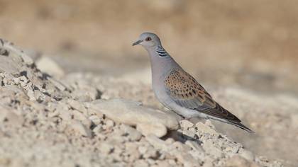 Üveyik » European Turtle Dove » Streptopelia turtur