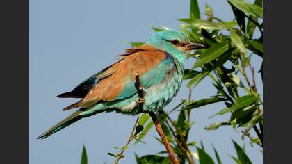European Roller