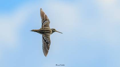 Büyük suçulluğu » Great Snipe » Gallinago media