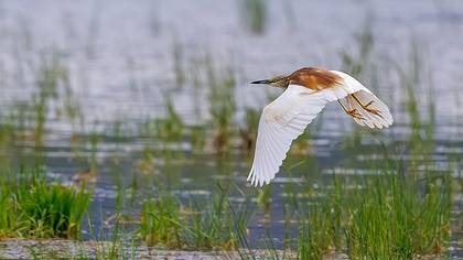Alaca balıkçıl » Squacco Heron » Ardeola ralloides