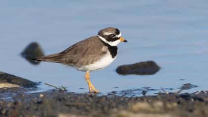 Halkalı cılıbıt » Common Ringed Plover » Charadrius hiaticula