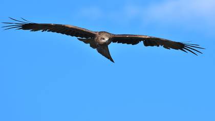 Kara çaylak » Black Kite » Milvus migrans