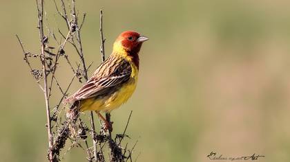 Kızılbaşlı kirazkuşu » Red-headed Bunting » Emberiza bruniceps