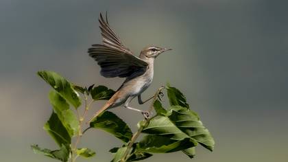 Çalıbülbülü » Rufous-tailed Scrub Robin » Cercotrichas galactotes