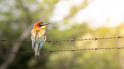 European Bee-eater