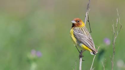 Red-headed Bunting