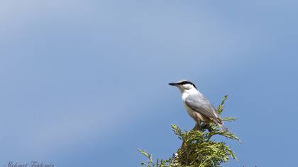 Western Rock Nuthatch