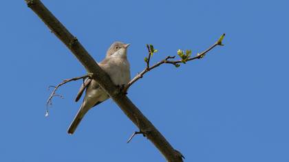 Akgerdanlı ötleğen » Common Whitethroat » Sylvia communis