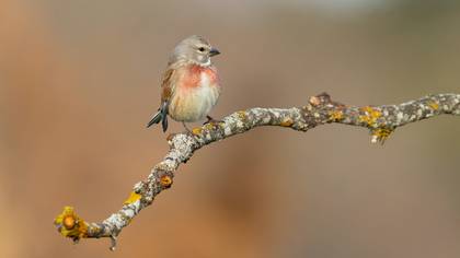 Ketenkuşu » Common Linnet » Linaria cannabina