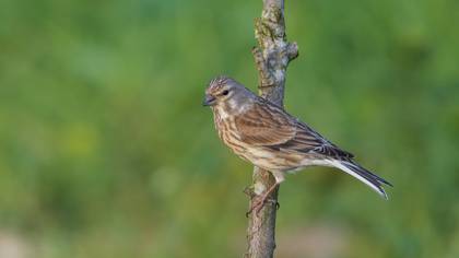 Ketenkuşu » Common Linnet » Linaria cannabina