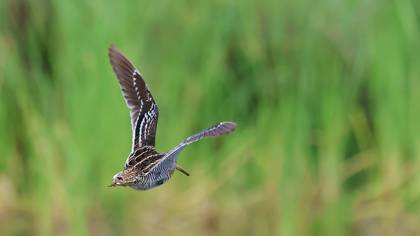 Büyük suçulluğu » Great Snipe » Gallinago media