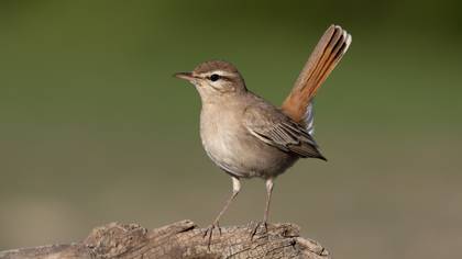 Çalıbülbülü » Rufous-tailed Scrub Robin » Cercotrichas galactotes